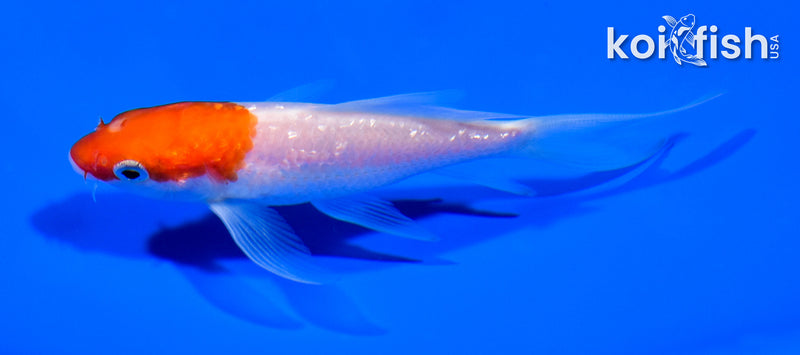 4.5" GINRIN KOHAKU BUTTERFLY