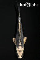 4.25" KIKOKURYU