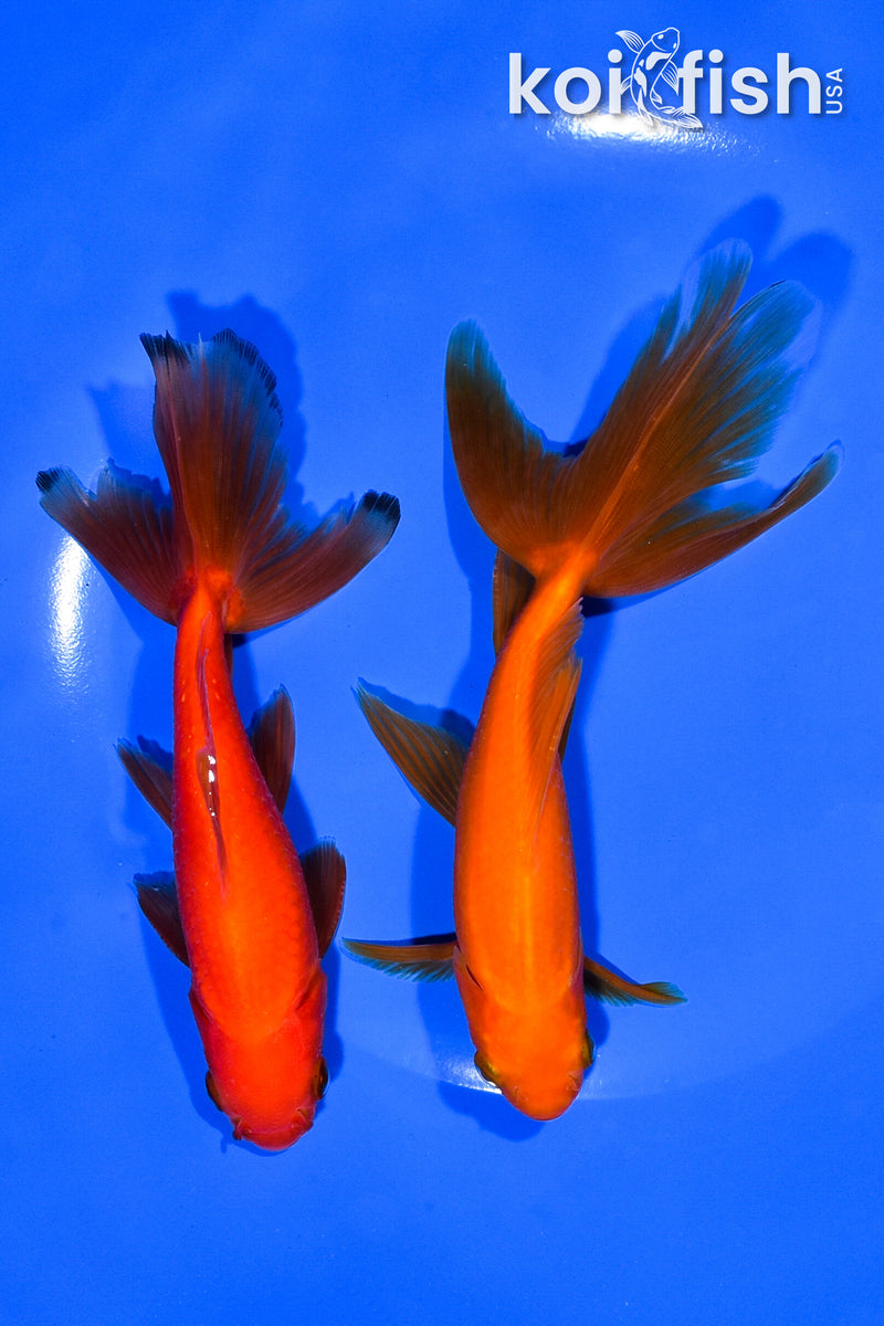 PACK OF (2) 5.25-5.75" WAKIN GOLDFISH