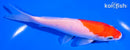 5.75" KOHAKU