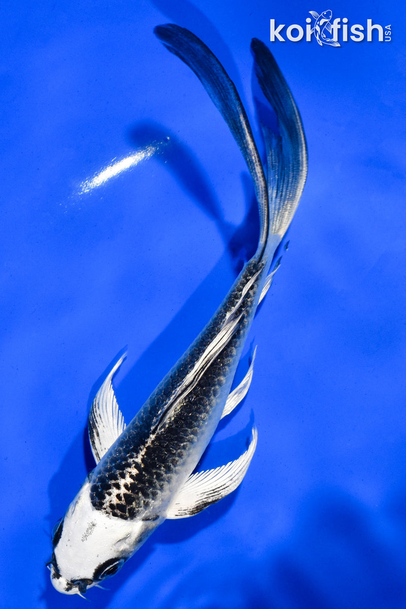 5.5" GIN MATSUBA BUTTERFLY