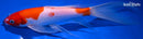 9.25" KOHAKU BUTTERFLY