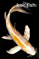 7.75" HARIWAKE BUTTERFLY