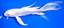 6.25" GINRIN PLATINUM OGON BUTTERFLY