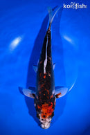 12" ARAGOKE BENI KUMONRYU