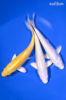 PACK OF (3) 6.5-7" STANDARD KOI