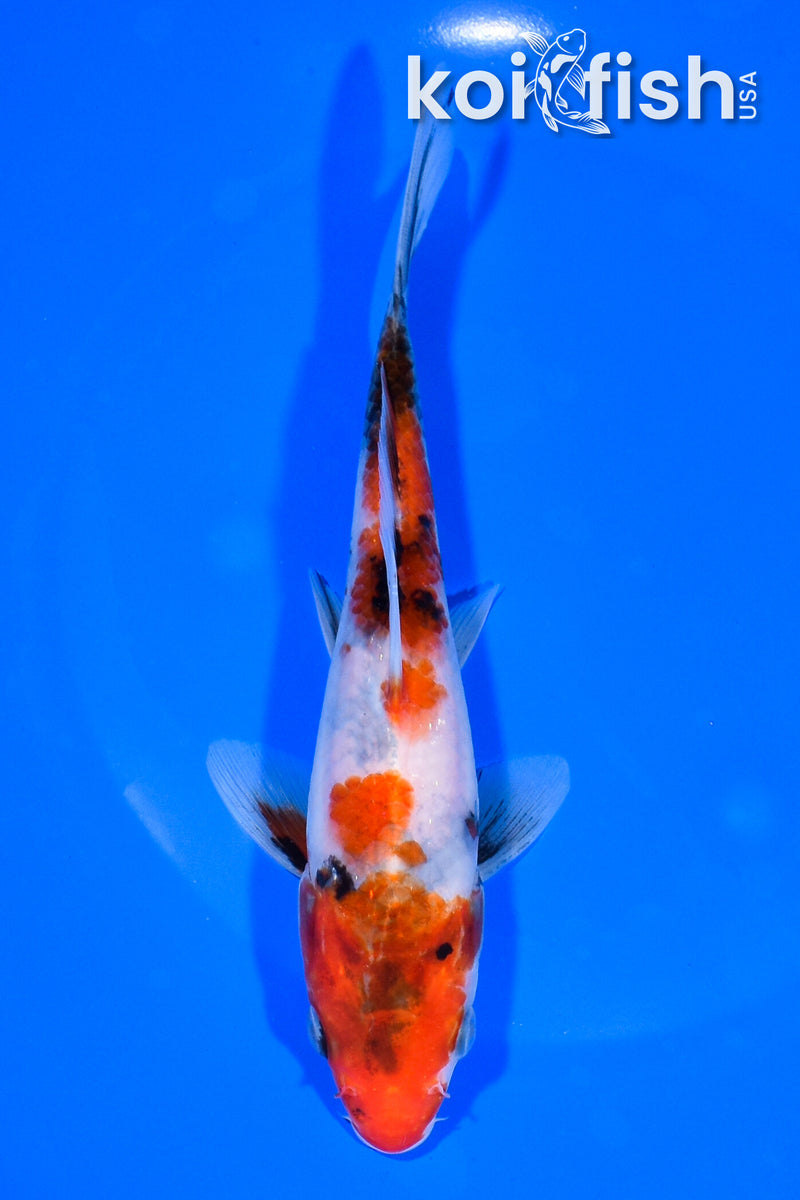 6.75" SHOWA