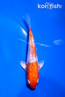 4.5" GINRIN HARIWAKE