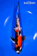 9.25" KIN SHOWA