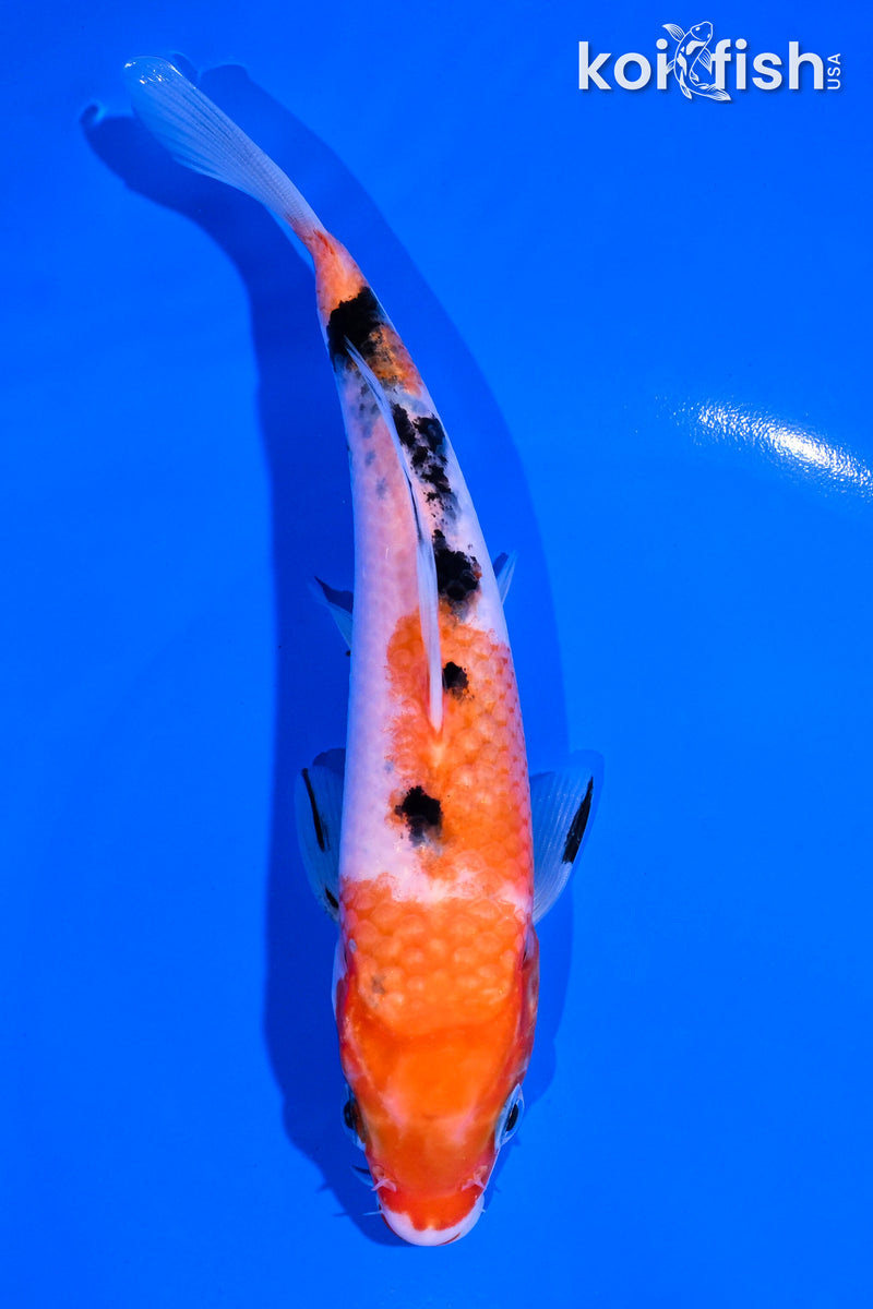 6.5" SANKE