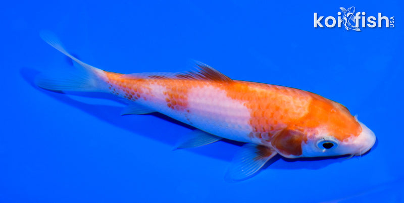 5.75" KOHAKU
