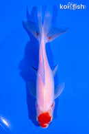 5.25" SARASA WAKIN GOLDFISH