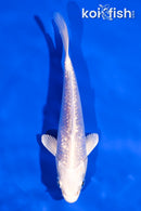 5.5" GINRIN PLATINUM OGON