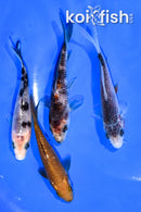 PACK OF (4) 3.75-4.25" MIXED STANDARD KOI