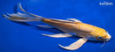 9.75" DOITSU LEMON HARIWAKE BUTTERFLY