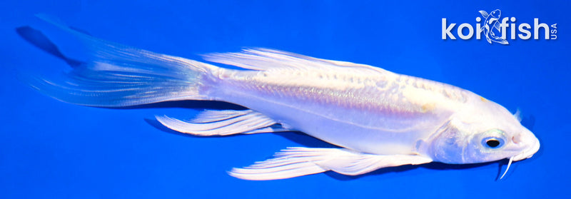 5.5" DOITSU PLATINUM OGON BUTTERFLY