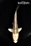 5" KIN KIKOKURYU