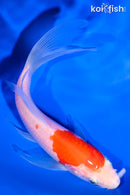 6" KOHAKU BUTTERFLY