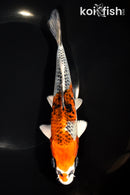 7.75" KUJAKU