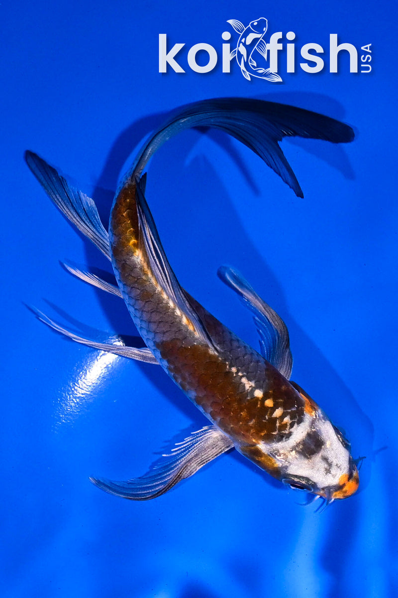 4.5" GINRIN YAMABUKI OGON