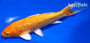 5.5" GINRIN ORENJI OGON