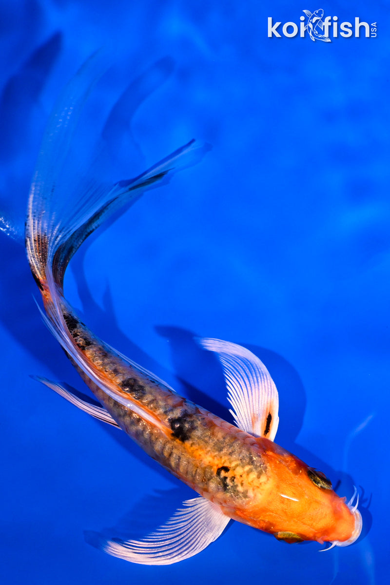 5.25" ORENJI BEKKO BUTTERFLY