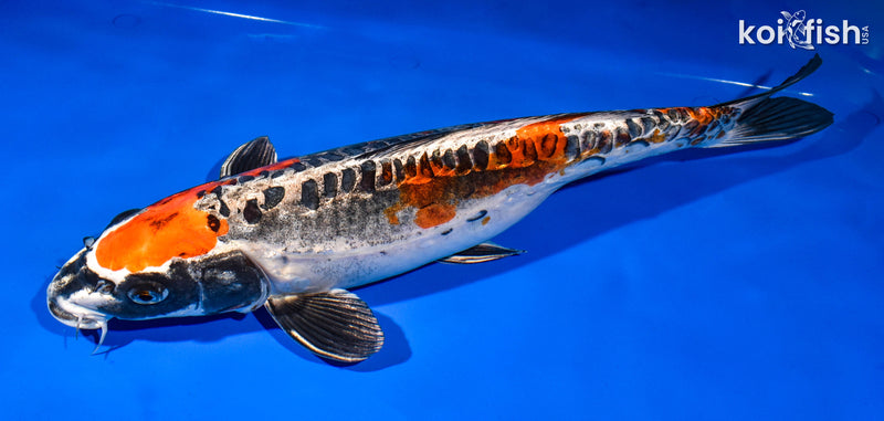 14.75" BENI KIKOKURYU