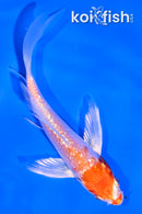 4.5" GINRIN HARIWAKE BUTTERFLY