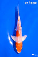 5" HARIWAKE
