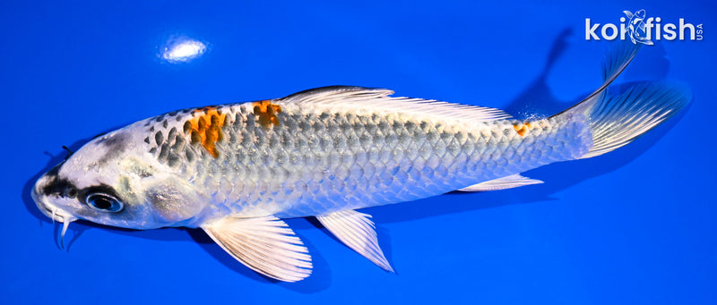 7.5" BENI GINGA