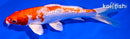6.5" GINRIN HARIWAKE