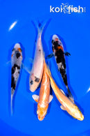 PACK OF (5) 4.5-4.75" STANDARD KOI