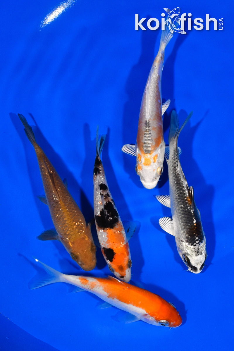 PACK OF (5) 3.5"- 4" STANDARD KOI