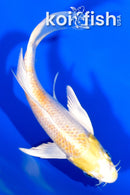 5.75" HARIWAKE BUTTERFLY