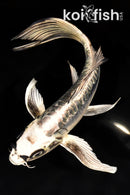 8" ARAGOKE KIKOKURYU BUTTERFLY