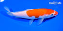 7" KOHAKU