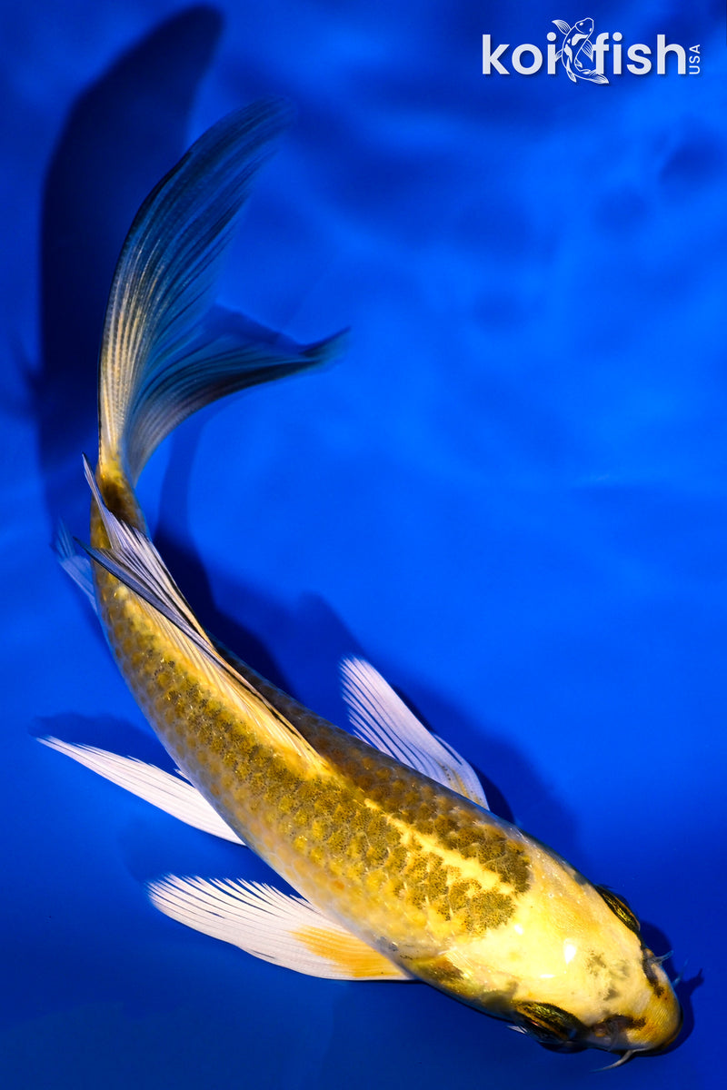 5.25" KUJAKU BUTTERFLY