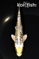 5.5" ARAGOKE KIN KIKOKURYU