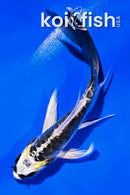 4" KIN KIKOKURYU BUTTERFLY