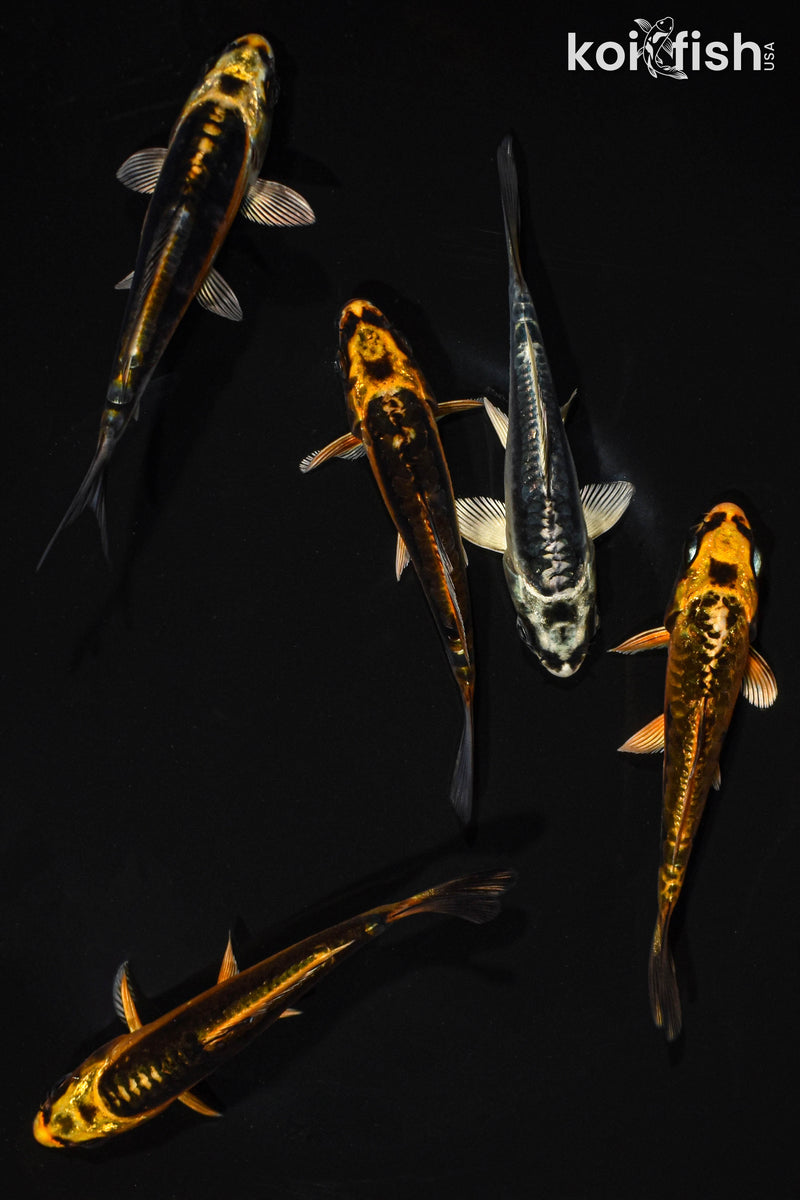 PACK OF (5) 3.5-4.5" STANDARD GHOST KOI