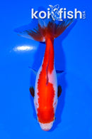 4.75" WAKIN GOLDFISH