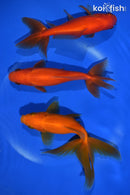 PACK OF (3) 5-6" WAKIN GOLDFISH