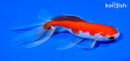 5.75" WATONAI GOLDFISH