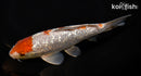 8.25" GINRIN OCHIBA SHIGURE