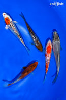 PACK OF (5) 4.5-5" STANDARD KOI