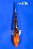 4.25" HEISEI NISHIKI