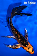 5.5" ARAGOKE ORENJI BEKKO BUTTERFLY