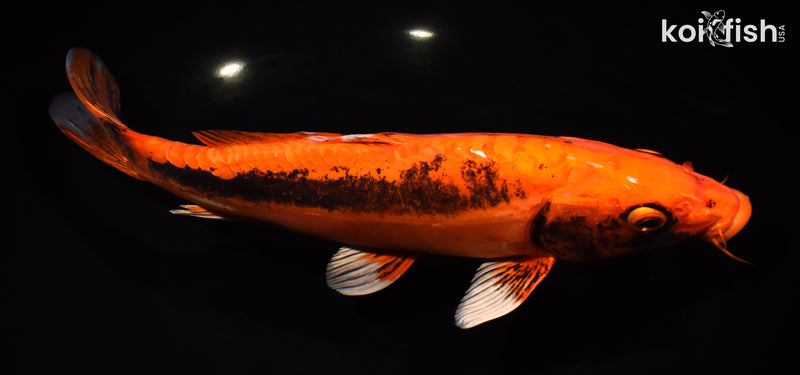 11.5" BENI KIKOKURYU