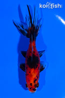4" CALICO WATONAI GOLDFISH