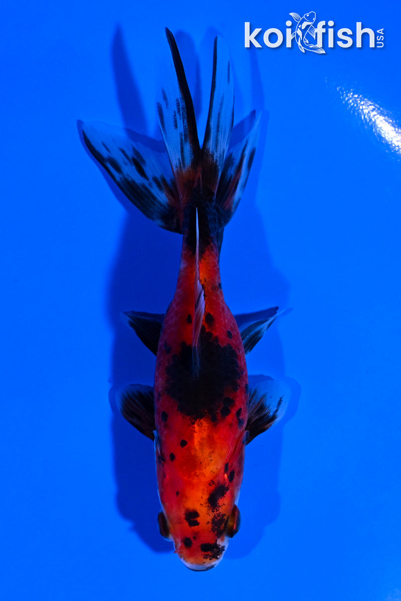 4" CALICO WATONAI GOLDFISH
